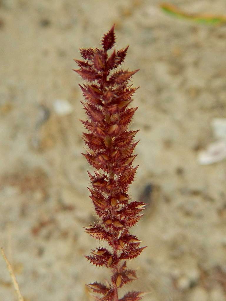 Tragus racemosus / Lappola